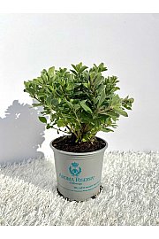 Origanum majorana Ø9