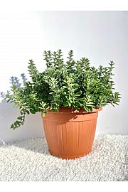 Origanum majorana Ø25