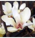 Magnolia Sunrise C10 Lit. 60-80 cm