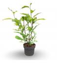 Magnolia Kobus C7,5 Lit. 60-80 cm