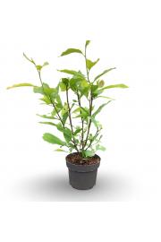 Magnolia Kobus C7,5 Lit. 60-80 cm