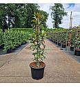 Magnolia grandiflora Kay Parris white C35 Lit. 150-175 cm
