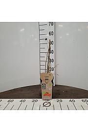 Lycium barbarum Instant Succes C2 Lit. 30-40 cm BIO