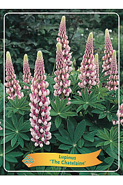 Lupinus The Chandelier Ø11