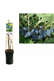 Lonicera kamtschatica Fialka C2,5 Lit. 40-60 cm