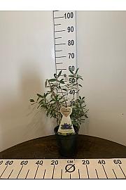 Lonicera kamschatica Delight vostorg C3 Lit. 20-30 cm