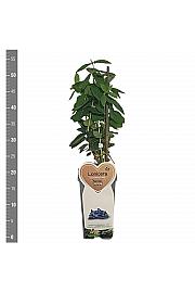 Lonicera kamschatica Altaj C2 Lit. 30-40 cm