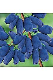 Lonicera kamschatica Altai C2 Lit. 30-40 cm