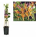 Lonicera heckrottii American Beauty C1,5 Lit. 30-40 cm