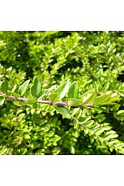 Lonicera nitida Maigrün Ø 9