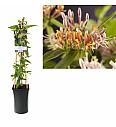 Lonicera henryi C2,5 Lit. 40-60 cm