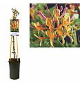 Lonicera heckrotti American Beauty C2,5 Lit. 40-60 cm