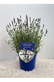 Lavandula hidcote Lady Blue Ø14