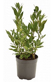 Laurus nobilis; Ø11 cm