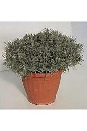 Helichrysum italicum Ø25