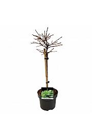 Larix decidua Little Bogle C5 Lit. Na stabljici 40 cm
