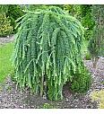 Larix kaempferi Stiff Weeper C12 Lit. Na steblu 120 cm, 2 leti