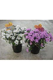 Lantana sellowiana Ø14