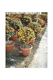 Lantana camara Ø45 Na Steblu 30 cm