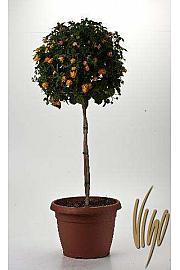 Lantana camara Ø30 Na Steblu 30 cm
