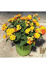 Lantana camara Ø14