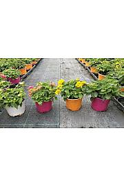 Lantana camara Ø10