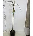 Laburnum alpinum Pendulum C10 Lit. Na stabljici 80 cm
