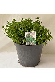 Satureja montana Ø14