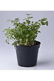 Coriandrum sativum Ø14