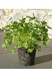 Petroselinum crispum Ø9