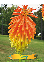 Kniphofia Rooperi Ø11