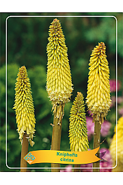 Kniphofia Citrina Ø11