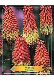 Kniphofia caulescens Ø11