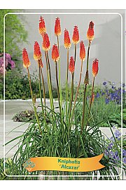 Kniphofia Alcazar Ø11