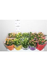 Kalanchoe blos. Calandiva Ø10,5 mix