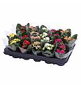 Kalanchoe bloss. Calandiva Ø6 mix