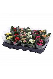 Kalanchoe bloss. Calandiva Ø6 mix