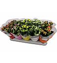 Kalanchoe bloss. Calandiva Ø12 mix