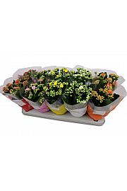 Kalanchoe bloss. Calandiva Ø12 mix