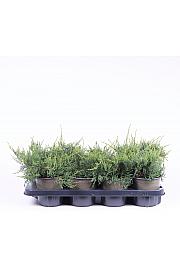 Juniperus virginiana Grey Owl C1 Lit.15-20 cm