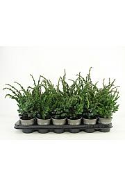Juniperus squamata Meyeri Ø9