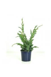 Juniperus squamata Meyeri Ø15 20-30 cm