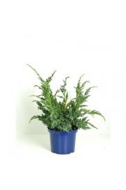 Juniperus squamata Meyeri C5 Lit. 40-60 cm