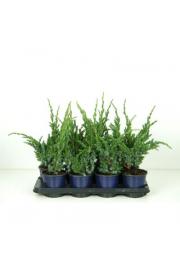 Juniperus squamata Meyeri C1 Lit. 15-20 cm