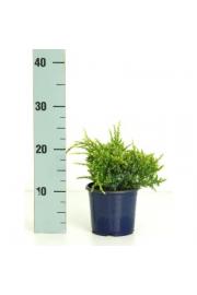 Juniperus squamata Holger C1 Lit. 15-20 cm