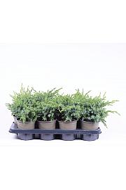 Juniperus squamata Blue Swede C1 Lit. 15-20 cm