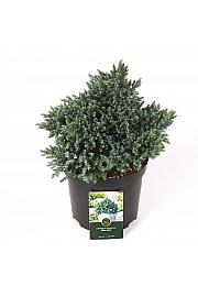 Juniperus squamata Blue Star C5 SEU. Lit. 25-30 cm