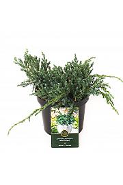 Juniperus squamata Blue Carpet C2,5 Lit. 20-25 cm