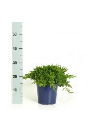 Juniperus procumbens Nana C2 Lit. 15-20 cm