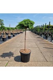 Juniperus procumbens Nana C15 Lit. Na steblu 60 cm